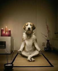meditation and yoga to create Team Mindfulness to Improve Your Teamwork